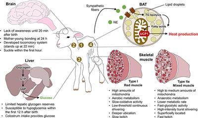 Neonatal infrared thermography images in the hypothermic ruminant model: Anatomical-morphological-physiological aspects and mechanisms for thermoregulation